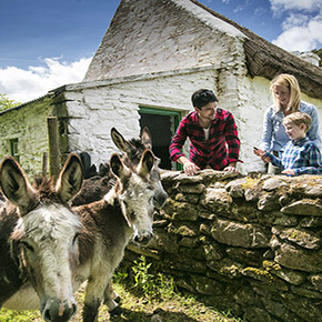 Curious Donkeys