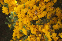 gorse in Bloom