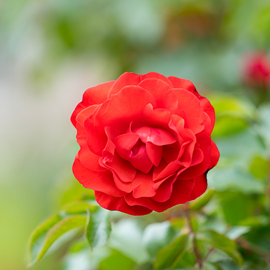 red-rose image